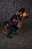 Filename=20-01-19-13-57-DSC_8772.jpg
Filesize=4665KiB
Dimensions=4770x7148
Date added=Feb 06, 2020 20-01-19-13-57-DSC_8772.jpg