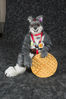 Filename=1572-DSC_4630.jpg
Filesize=2695KiB
Dimensions=4912x7360
Date added=Jul 16, 2014 1572-DSC_4630.jpg