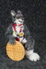 Filename=1573-DSC_4631.jpg
Filesize=2780KiB
Dimensions=4912x7360
Date added=Jul 16, 2014 1573-DSC_4631.jpg