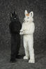 Filename=DSC_0785.jpg
Filesize=5226KiB
Dimensions=4912x7360
Date added=Jul 17, 2016 DSC_0785.jpg