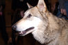 Filename=DSCF2696_1.jpg
Filesize=1534KiB
Dimensions=4256x2848
Date added=Oct 17, 2005 DSCF2696_1.jpg