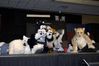 Filename=DSC_4422.jpg
Filesize=2769KiB
Dimensions=4296x2860
Date added=Feb 01, 2006 DSC_4422.jpg