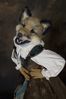 Filename=DSC_3923.jpg
Filesize=3238KiB
Dimensions=2860x4296
Date added=Feb 01, 2006 DSC_3923.jpg