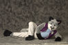Filename=_DSC5823.jpg
Filesize=1847KiB
Dimensions=4296x2852
Date added=Jan 31, 2011 _DSC5823.jpg