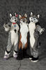 Filename=_DSC0419.jpg
Filesize=2083KiB
Dimensions=2852x4296
Date added=Feb 12, 2012 _DSC0419.jpg