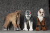 Filename=_DSC0729.jpg
Filesize=2187KiB
Dimensions=4296x2852
Date added=Feb 12, 2012 _DSC0729.jpg