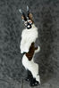 Filename=DSC_4307.jpg
Filesize=2635KiB
Dimensions=4912x7360
Date added=Mar 04, 2013 DSC_4307.jpg
