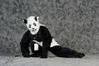 Filename=DSC_2157.jpg
Filesize=2303KiB
Dimensions=7360x4912
Date added=Jan 27, 2014 DSC_2157.jpg