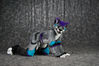 Filename=DSC_5020.jpg
Filesize=6335KiB
Dimensions=7286x4863
Date added=Jan 28, 2018 DSC_5020.jpg