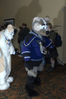 Filename=_DSC2242.jpg
Filesize=4945KiB
Dimensions=2860x4296
Date added=Feb 05, 2008 _DSC2242.jpg