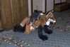 Filename=DSC_1467.jpg
Filesize=4094KiB
Dimensions=4296x2860
Date added=Nov 28, 2005 DSC_1467.jpg