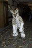 Filename=DSC_1568.jpg
Filesize=2944KiB
Dimensions=2860x4296
Date added=Nov 28, 2005 DSC_1568.jpg