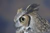 Filename=DSC_1761.jpg
Filesize=2609KiB
Dimensions=4296x2860
Date added=Nov 28, 2005 DSC_1761.jpg