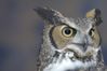 Filename=DSC_1771.jpg
Filesize=2386KiB
Dimensions=4296x2860
Date added=Nov 28, 2005 DSC_1771.jpg