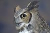 Filename=DSC_1773.jpg
Filesize=2718KiB
Dimensions=4296x2860
Date added=Nov 28, 2005 DSC_1773.jpg