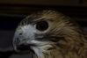 Filename=DSC_1801.jpg
Filesize=4140KiB
Dimensions=4296x2860
Date added=Nov 28, 2005 DSC_1801.jpg