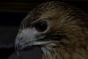 Filename=DSC_1802.jpg
Filesize=3670KiB
Dimensions=4296x2860
Date added=Nov 28, 2005 DSC_1802.jpg