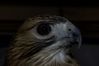 Filename=DSC_1804.jpg
Filesize=3225KiB
Dimensions=4296x2860
Date added=Nov 28, 2005 DSC_1804.jpg