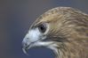 Filename=DSC_1814.jpg
Filesize=2413KiB
Dimensions=4296x2860
Date added=Nov 28, 2005 DSC_1814.jpg