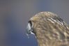 Filename=DSC_1815.jpg
Filesize=2245KiB
Dimensions=4296x2860
Date added=Nov 28, 2005 DSC_1815.jpg