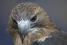 Filename=DSC_1821.jpg
Filesize=2303KiB
Dimensions=4296x2860
Date added=Nov 28, 2005 DSC_1821.jpg