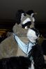 Filename=DSC_2027.jpg
Filesize=3823KiB
Dimensions=2860x4296
Date added=Nov 29, 2005 DSC_2027.jpg