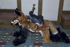 Filename=DSC_2103.jpg
Filesize=4217KiB
Dimensions=4296x2860
Date added=Nov 29, 2005 DSC_2103.jpg