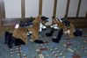 Filename=DSC_2110.jpg
Filesize=4714KiB
Dimensions=4296x2860
Date added=Nov 29, 2005 DSC_2110.jpg