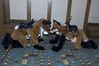 Filename=DSC_2112.jpg
Filesize=4444KiB
Dimensions=4296x2860
Date added=Nov 29, 2005 DSC_2112.jpg